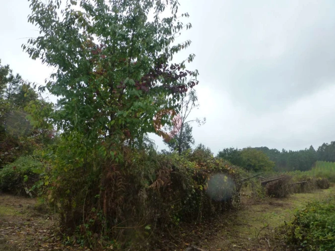 Terreno para Venda em Monção e Troviscoso Foto 4