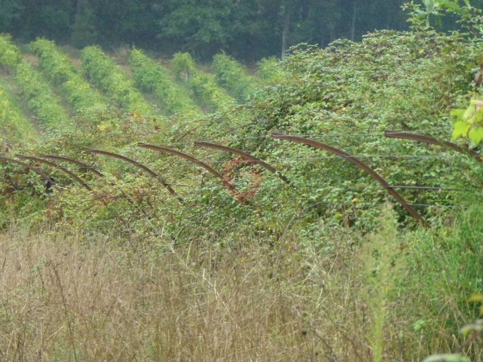 Terreno para Venda em Monção e Troviscoso Foto 1