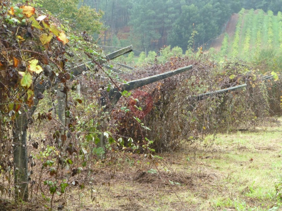 Terreno para Venda em Monção e Troviscoso Foto 3