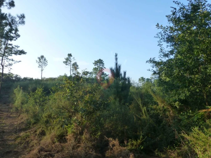 Terreno para Venda em Pias