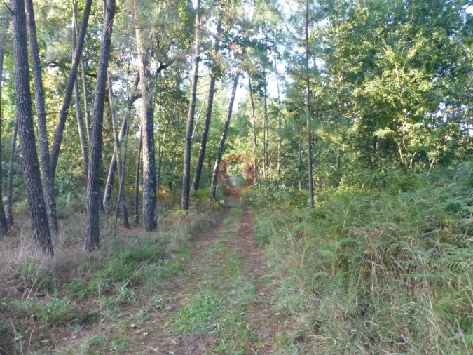 Terreno para Venda em Pias Foto 2
