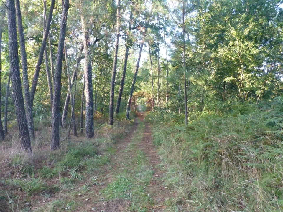 Terreno para Venda em Pias Foto 2