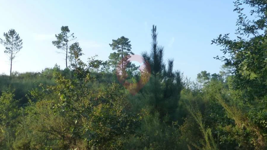 Terreno para Venda em Pias