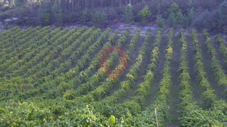 Terreno para Venda em Lara