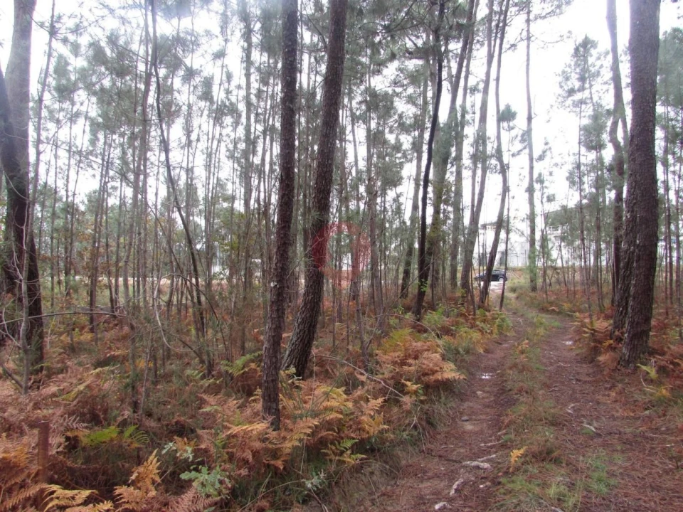 Terreno para Venda em Troporiz e Lapela Foto 8