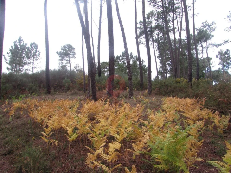 Terreno para Venda em Troporiz e Lapela Foto 3