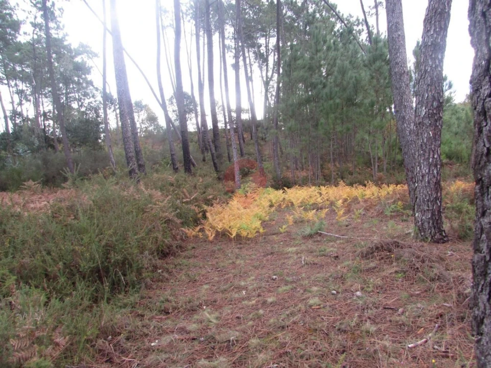 Terreno para Venda em Troporiz e Lapela Foto 2