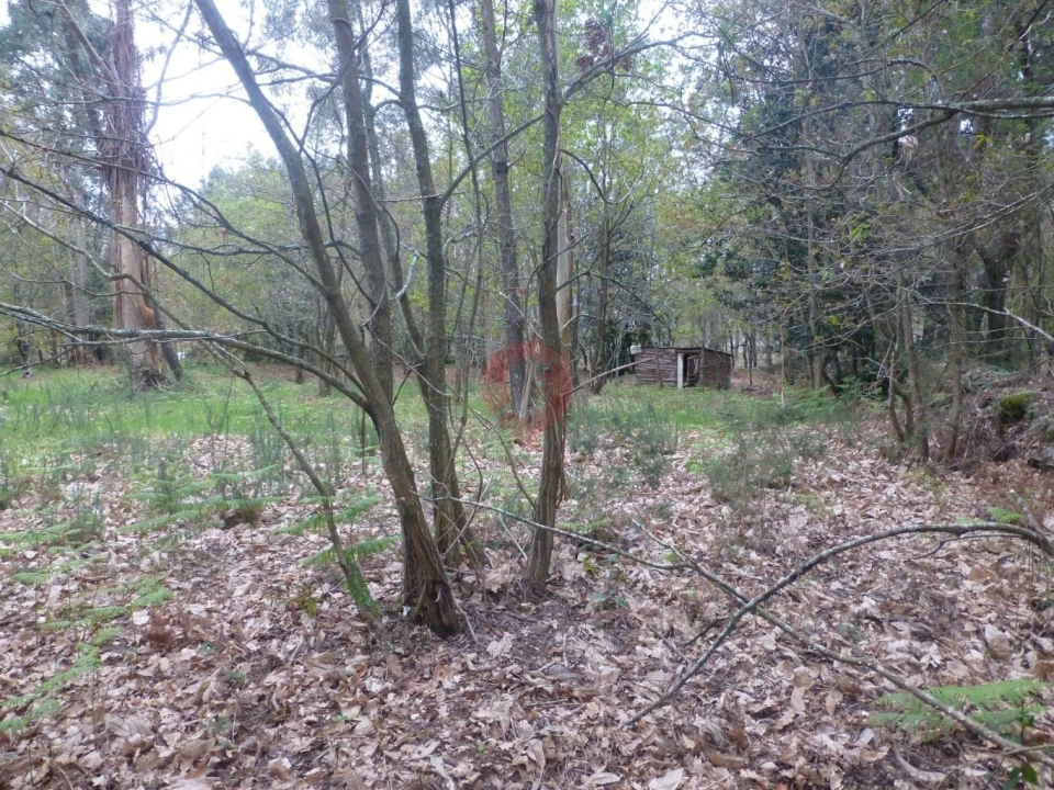 Terreno para Venda em Prado e Remoães Foto 4