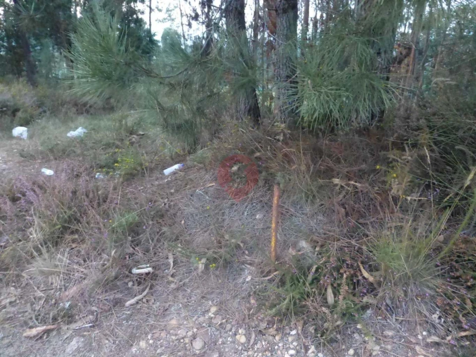 Terreno para Venda em Bela Foto 3