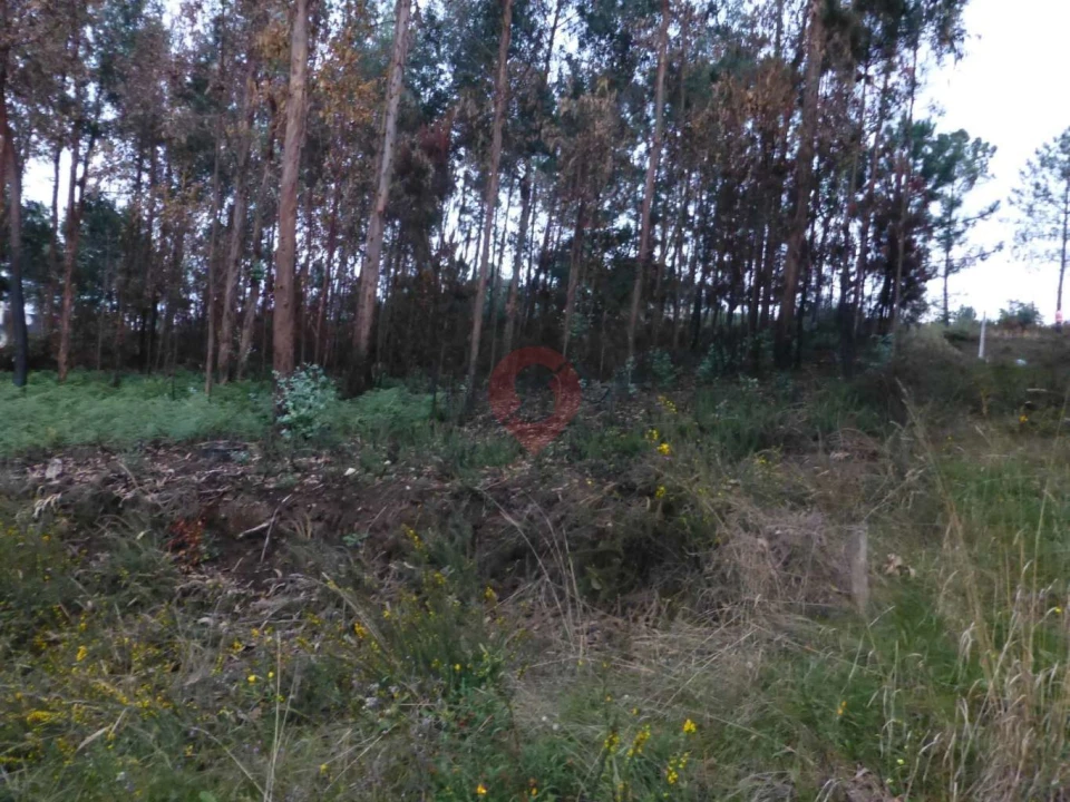 Terreno para Venda em Bela Foto 2
