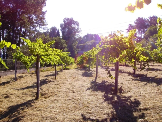 Terreno para Venda em Cristoval Foto 3