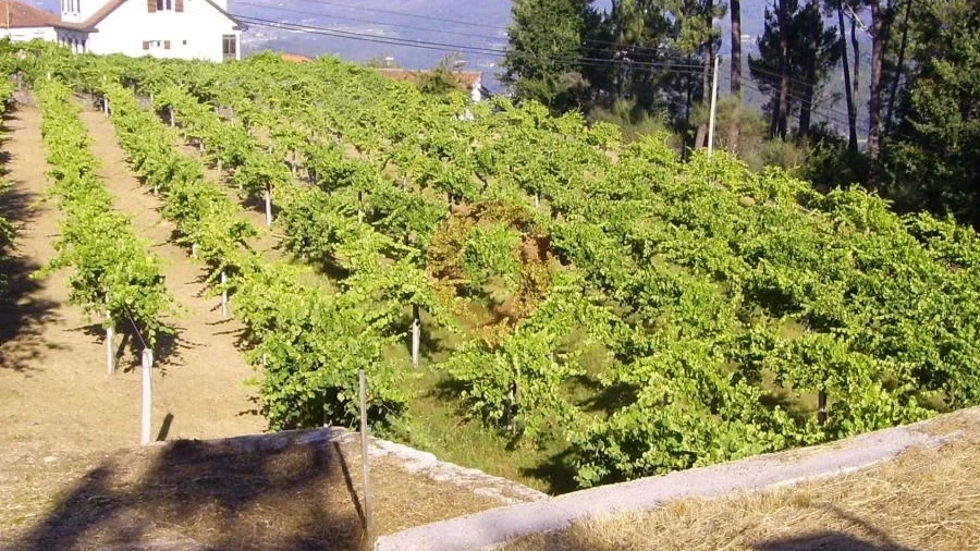 Terreno para Venda em Cristoval