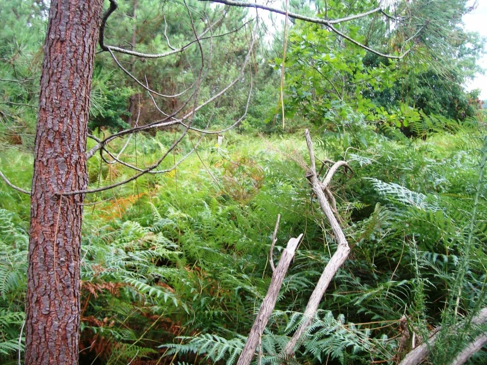 Terreno para Venda em Mazedo e Cortes Foto 1