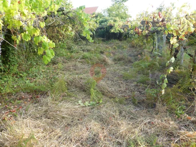 Terreno para Venda em São Paio Foto 4