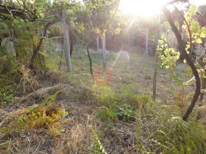 Terreno para Venda em São Paio Foto 2