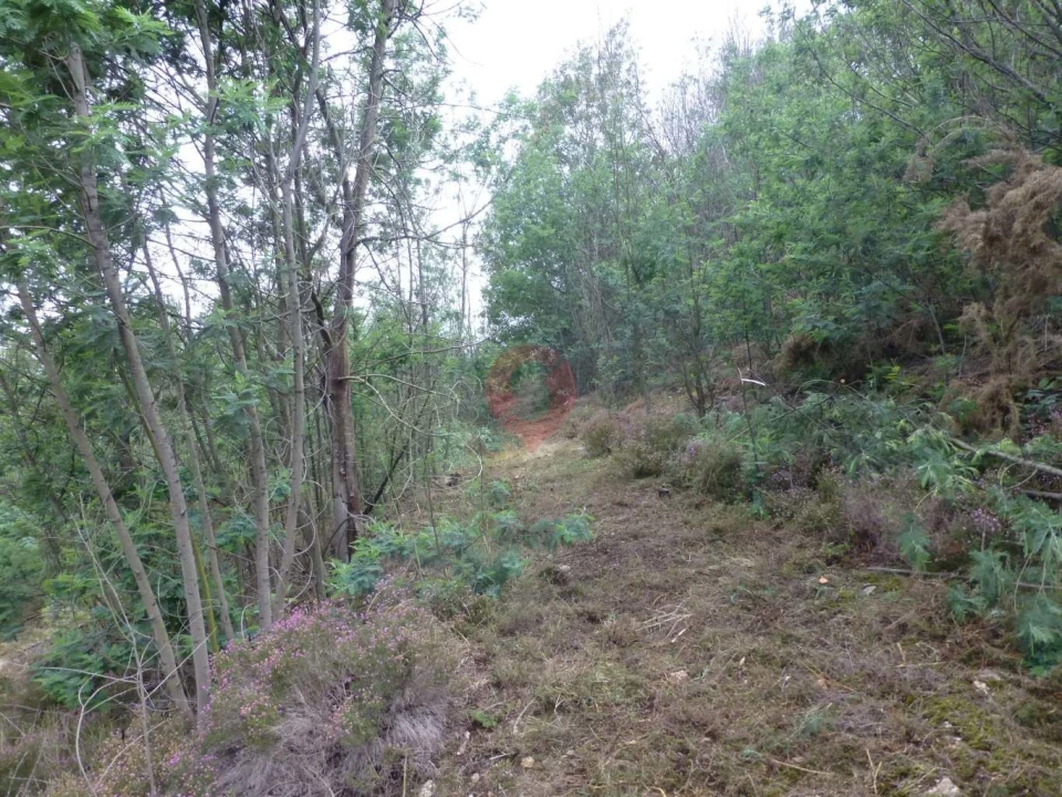 Terreno para Venda em Troporiz e Lapela Foto 6