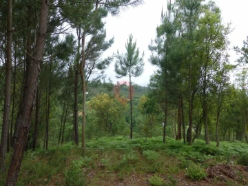 Terreno para Venda em Troporiz e Lapela