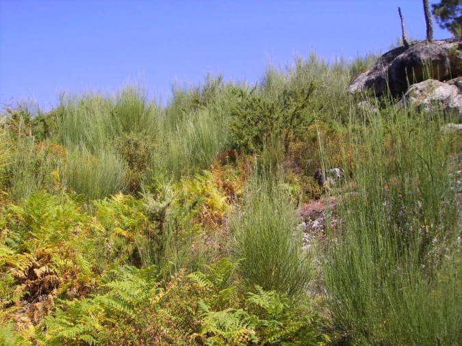 Terreno para Venda em Riba de Mouro Foto 3