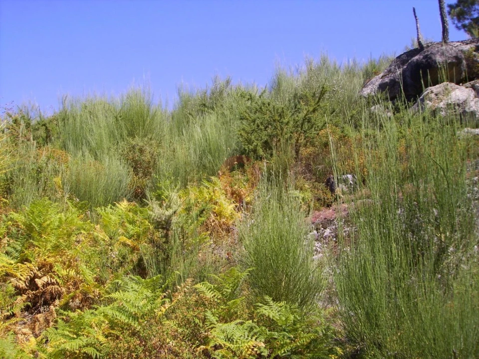 Terreno para Venda em Riba de Mouro Foto 3