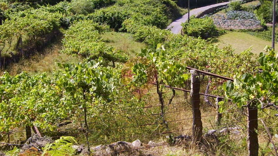 Terreno para Venda em Riba de Mouro