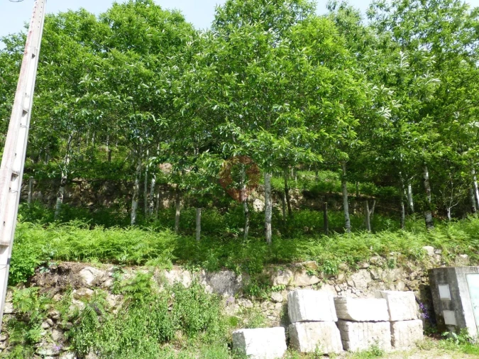 Terreno para Venda em Paderne Foto 2