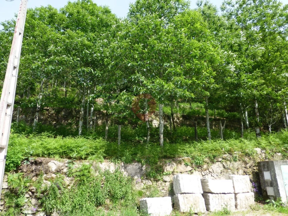 Terreno para Venda em Paderne Foto 2