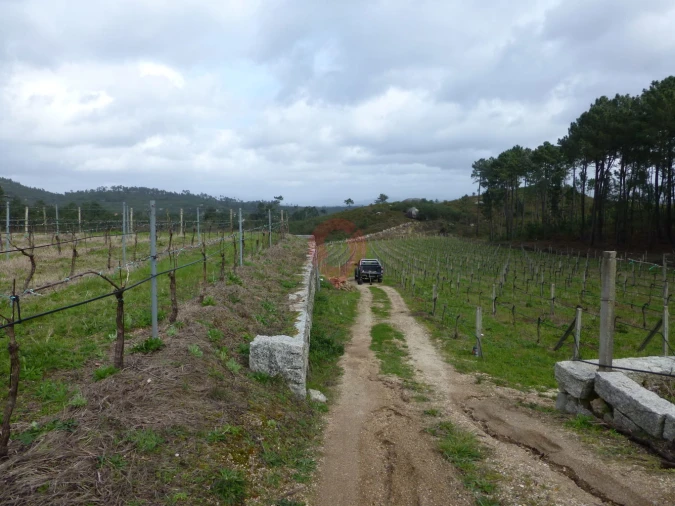 Terreno para Venda em Pias Foto 2