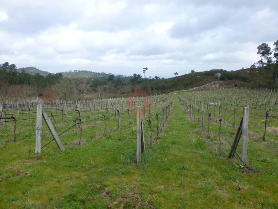 Terreno para Venda em Pias Foto 1