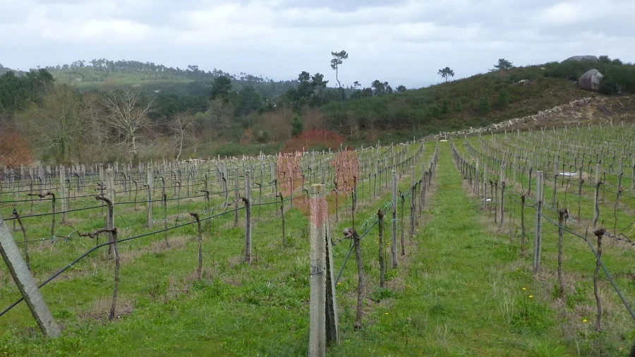 Terreno para Venda em Pias