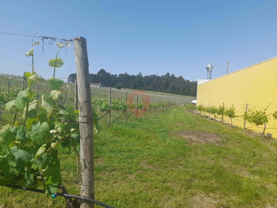 Terreno para Venda em Mazedo e Cortes Foto 1