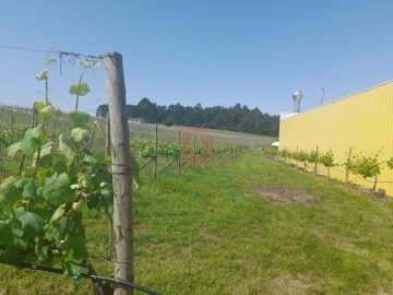 Terreno para Venda em Mazedo e Cortes