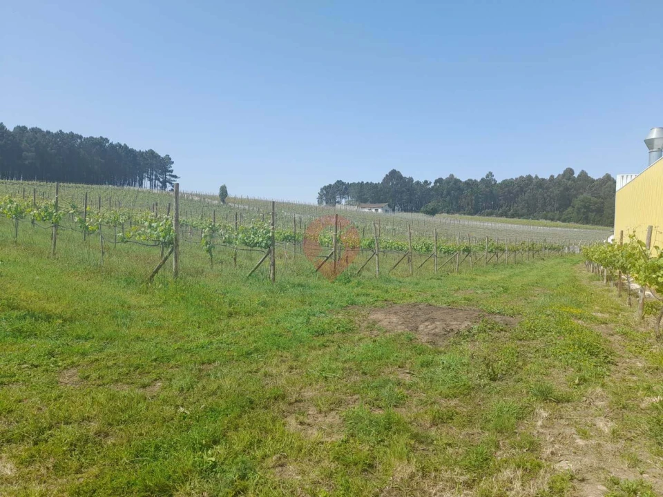 Terreno para Venda em Mazedo e Cortes Foto 3