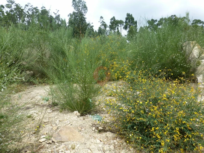 Terreno para Venda em Barbeita Foto 6