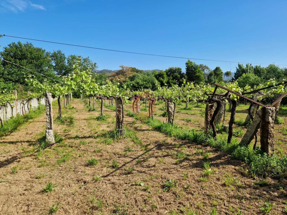 Terreno para Venda em Bela Foto 6