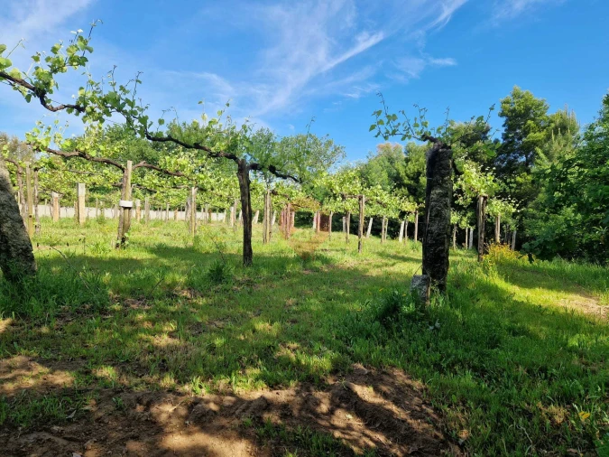 Terreno para Venda em Bela Foto 4