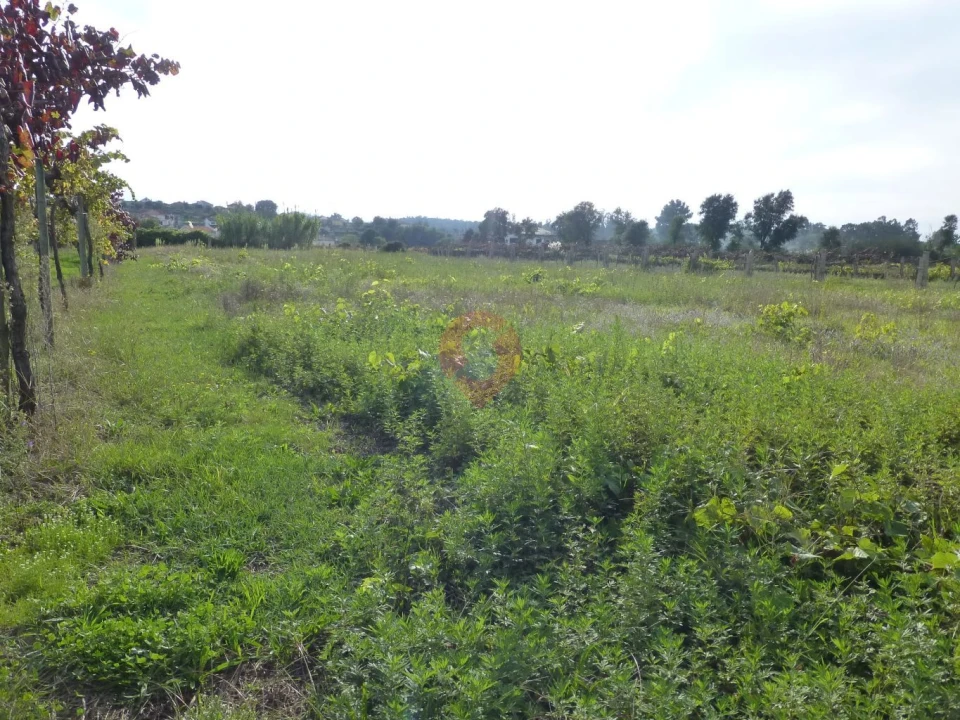 Terreno para Venda em Bela Foto 2