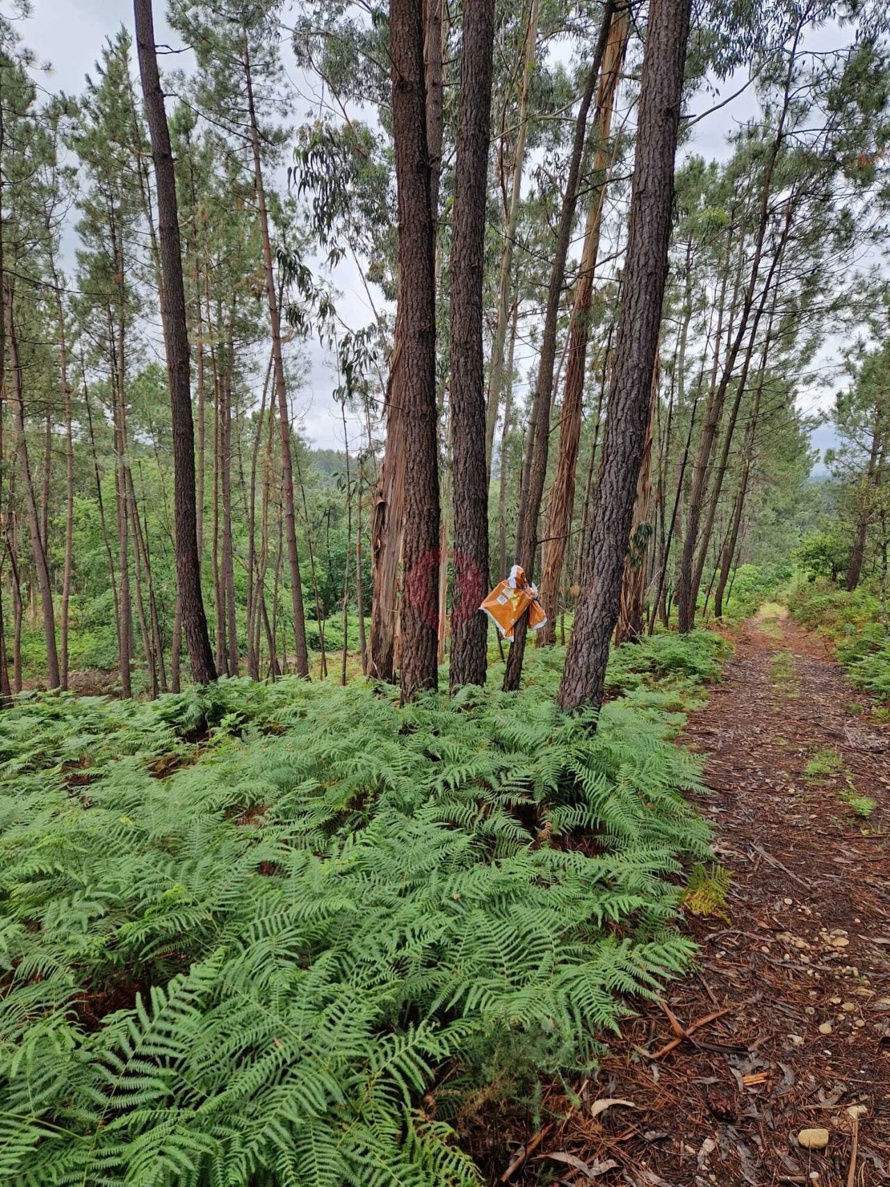 Terreno para Venda em Mazedo e Cortes Foto 1