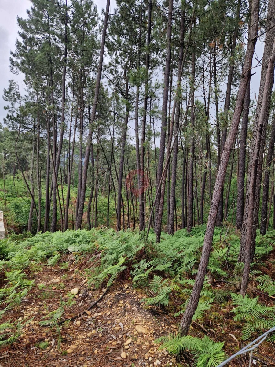 Terreno para Venda em Mazedo e Cortes Foto 2