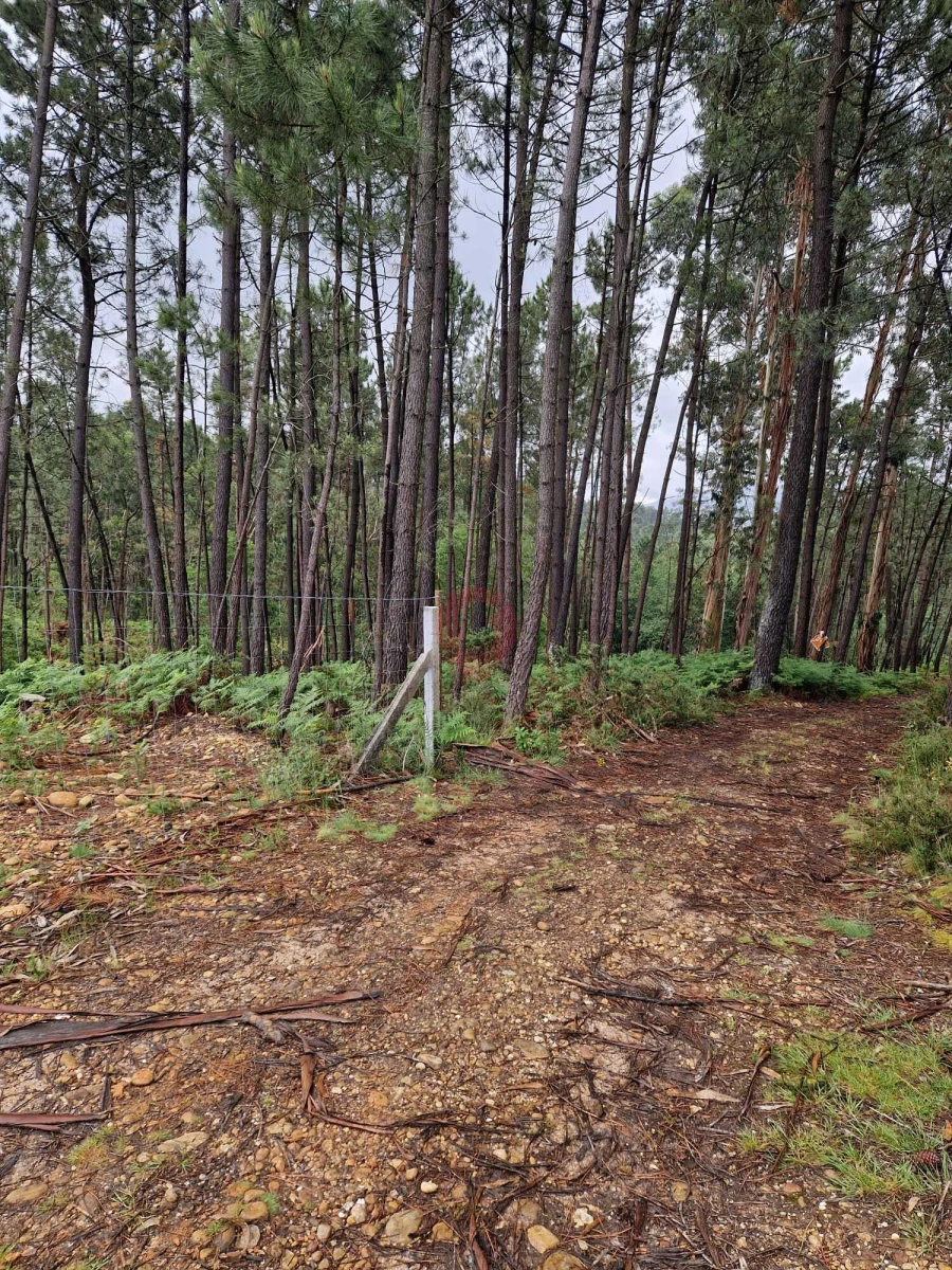Terreno para Venda em Mazedo e Cortes Foto 4