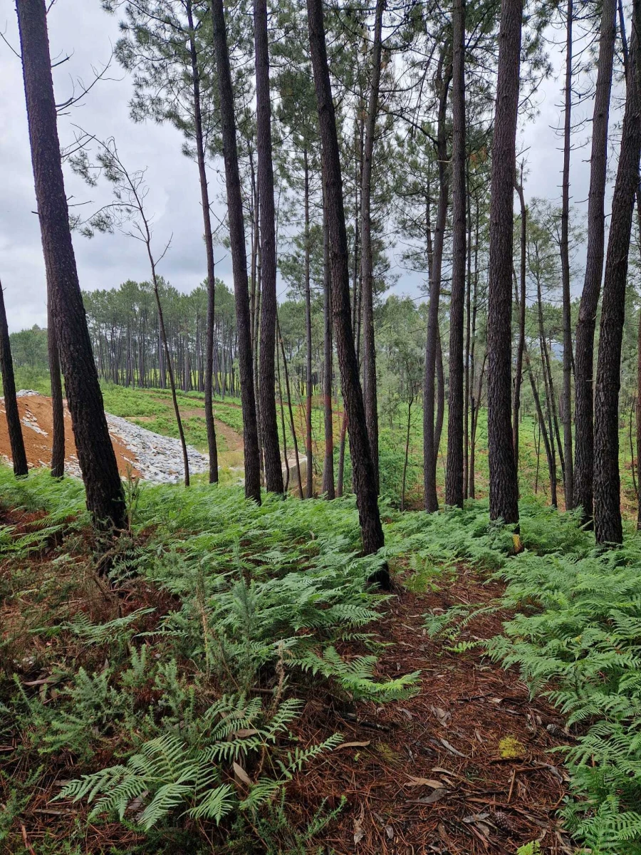 Terreno para Venda em Mazedo e Cortes Foto 3