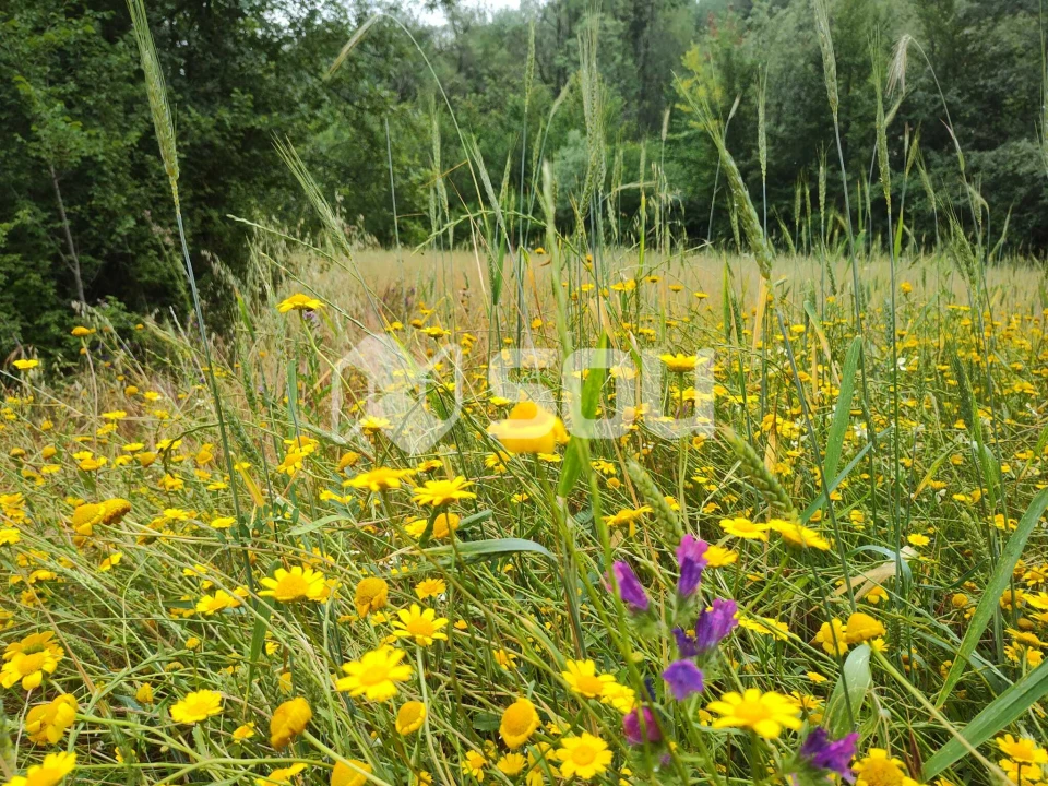 Terreno para Venda em Mirandela Foto 17