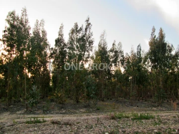 Terreno para Venda em Marinhais