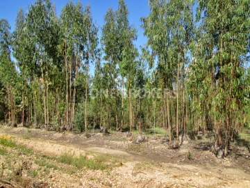Terreno para Venda em Marinhais