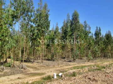 Terreno para Venda em Marinhais
