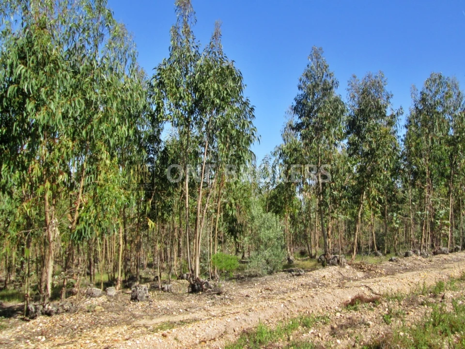 Terreno para Venda em Marinhais Foto 11