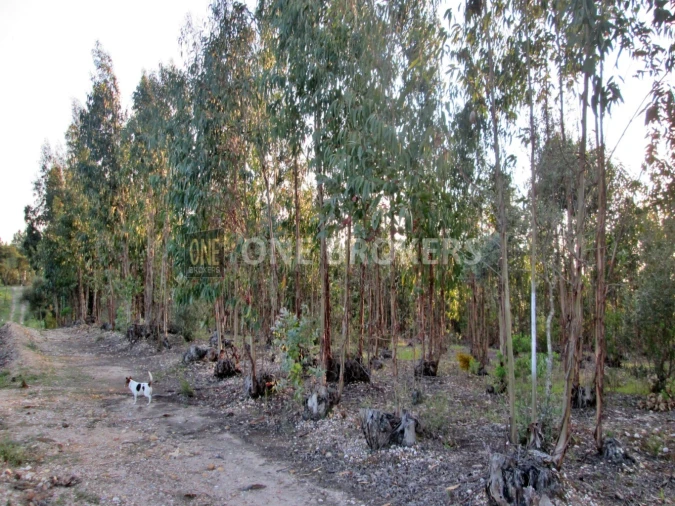 Terreno para Venda em Marinhais Foto 4