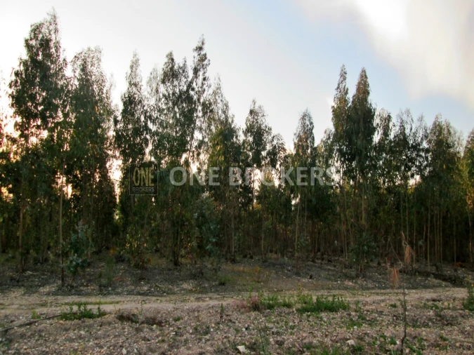Terreno para Venda em Marinhais Foto 9