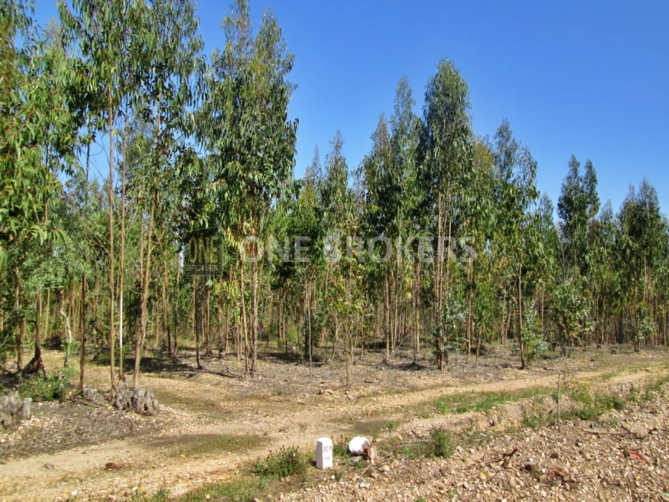 Terreno para Venda em Marinhais Foto 10