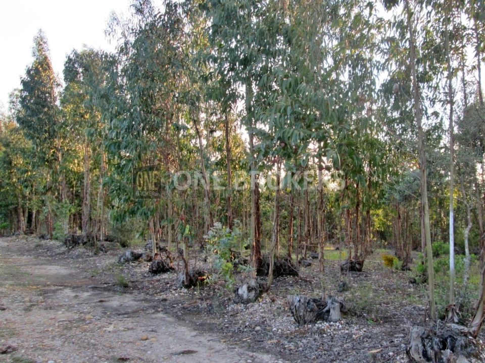 Terreno para Venda em Marinhais Foto 5