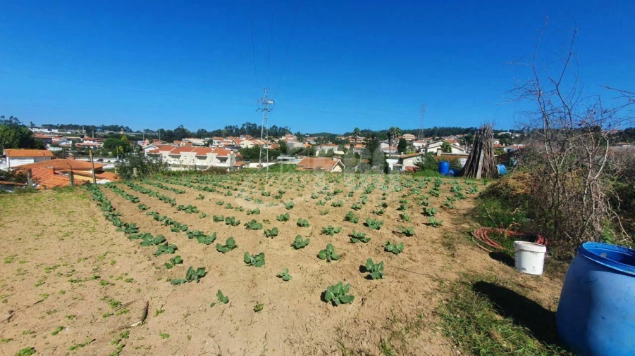 Terreno para Venda em Nogueira da Regedoura Foto 5